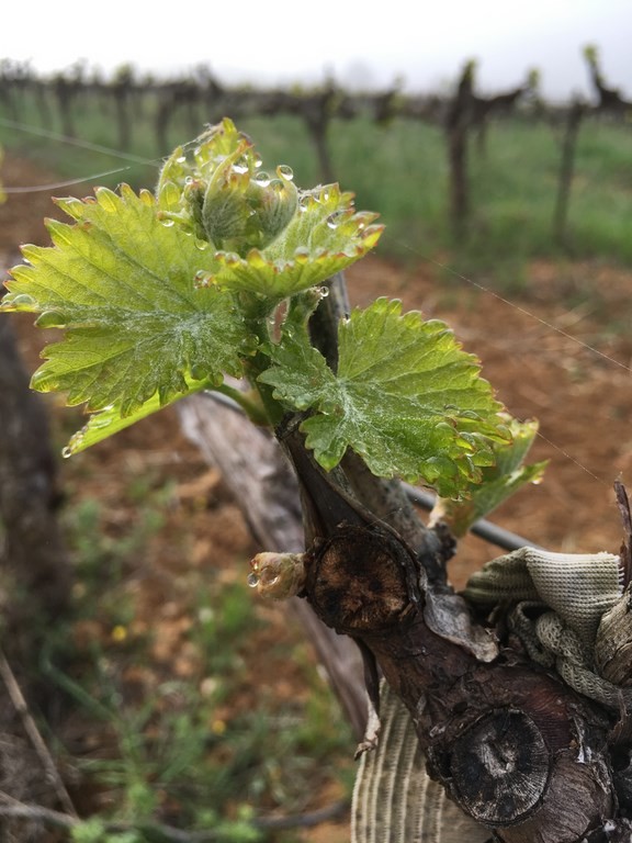image contient les premières feuilles de vignes et la rosée campagne 2018